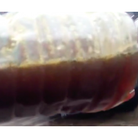 出售100吨狐狸油